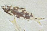 Three Knightia Fossil Fish - Wyoming #108669-2
